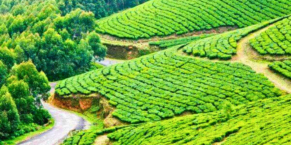 Munnar: A Green Paradise
