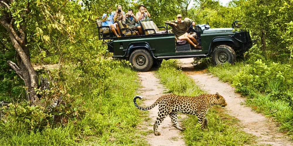 Jangal Safaris
